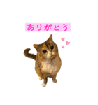 おしゃべりミアちゃま（個別スタンプ：9）