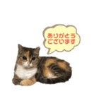 おしゃべりミアちゃま（個別スタンプ：10）