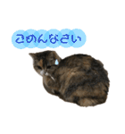 おしゃべりミアちゃま（個別スタンプ：11）