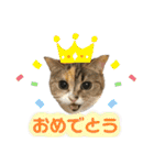 おしゃべりミアちゃま（個別スタンプ：12）