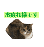 おしゃべりミアちゃま（個別スタンプ：14）