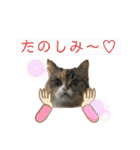 おしゃべりミアちゃま（個別スタンプ：17）