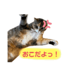 おしゃべりミアちゃま（個別スタンプ：21）