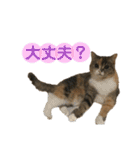 おしゃべりミアちゃま（個別スタンプ：23）