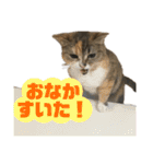 おしゃべりミアちゃま（個別スタンプ：31）