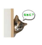 おしゃべりミアちゃま（個別スタンプ：34）