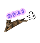 おしゃべりミアちゃま（個別スタンプ：35）