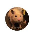 愛くるしい動物達のスタンプ（個別スタンプ：1）
