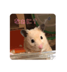 愛くるしい動物達のスタンプ（個別スタンプ：3）