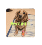 愛くるしい動物達のスタンプ（個別スタンプ：5）