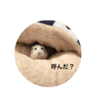 愛くるしい動物達のスタンプ（個別スタンプ：7）