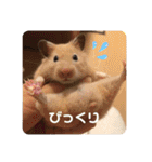 愛くるしい動物達のスタンプ（個別スタンプ：8）