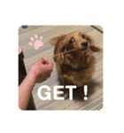 愛くるしい動物達のスタンプ（個別スタンプ：10）