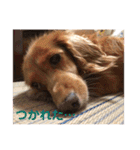 愛くるしい動物達のスタンプ（個別スタンプ：12）