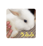 愛くるしい動物達のスタンプ（個別スタンプ：13）