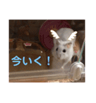 愛くるしい動物達のスタンプ（個別スタンプ：20）