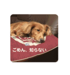 愛くるしい動物達のスタンプ（個別スタンプ：22）