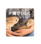 愛くるしい動物達のスタンプ（個別スタンプ：25）