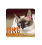 愛くるしい動物達のスタンプ（個別スタンプ：37）