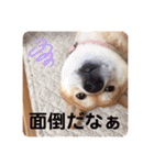 愛くるしい動物達のスタンプ（個別スタンプ：39）