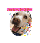 Happy dogs and Ryo（個別スタンプ：1）