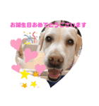 Happy dogs and Ryo（個別スタンプ：2）