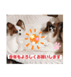 Happy dogs and Ryo（個別スタンプ：3）