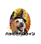 Happy dogs and Ryo（個別スタンプ：5）
