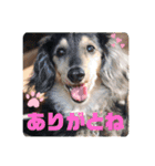 Happy dogs and Ryo（個別スタンプ：7）