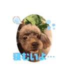 Happy dogs and Ryo（個別スタンプ：9）