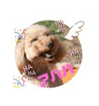 Happy dogs and Ryo（個別スタンプ：11）