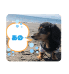 Happy dogs and Ryo（個別スタンプ：12）