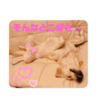 Happy dogs and Ryo（個別スタンプ：14）