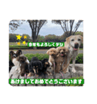 Happy dogs and Ryo（個別スタンプ：15）