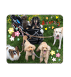 Happy dogs and Ryo（個別スタンプ：17）