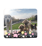 Happy dogs and Ryo（個別スタンプ：18）