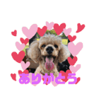 Happy dogs and Ryo（個別スタンプ：19）