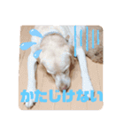 Happy dogs and Ryo（個別スタンプ：21）