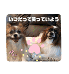 Happy dogs and Ryo（個別スタンプ：23）