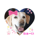 Happy dogs and Ryo（個別スタンプ：24）