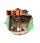 ひなたくんとれんちゃん（個別スタンプ：29）