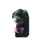チワプーの大吾くん2（個別スタンプ：2）