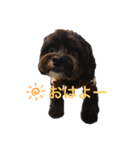 チワプーの大吾くん2（個別スタンプ：5）