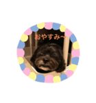 チワプーの大吾くん2（個別スタンプ：6）