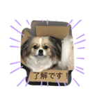 シェリちゃんファミリー（個別スタンプ：7）