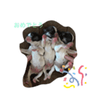 シェリちゃんファミリー（個別スタンプ：22）