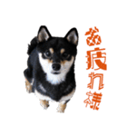 柴犬 黒柴きのこの日常（個別スタンプ：3）