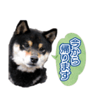 柴犬 黒柴きのこの日常（個別スタンプ：7）