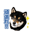 柴犬 黒柴きのこの日常（個別スタンプ：14）