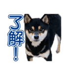 柴犬 黒柴きのこの日常（個別スタンプ：16）